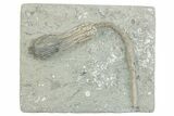 Fossil Crinoid (Pachylocrinus) - Crawfordsville, Indiana #279651-1